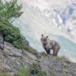 Cauterets | Le monde sauvage des Pyrénées s&rsquo;invite au Festival de l&rsquo;image nature – du 25 au 27 septembre