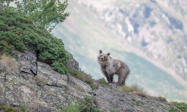 Cauterets | Le monde sauvage des Pyrénées s&rsquo;invite au Festival de l&rsquo;image nature – du 25 au 27 septembre